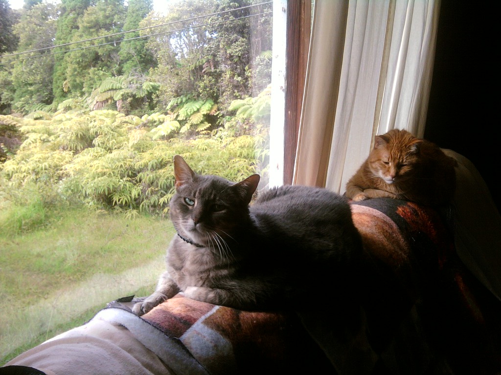 7th Order wishes you a terrific day from the Big Island of Hawaii!    

#hawaii #bigislandhawaii #cats #catpictures #pets #animals #monday #paradise #beautiful #picoftheday #pictureoftheday #naturephotography #nature #travelphotography #travel #danieljones #7thorder