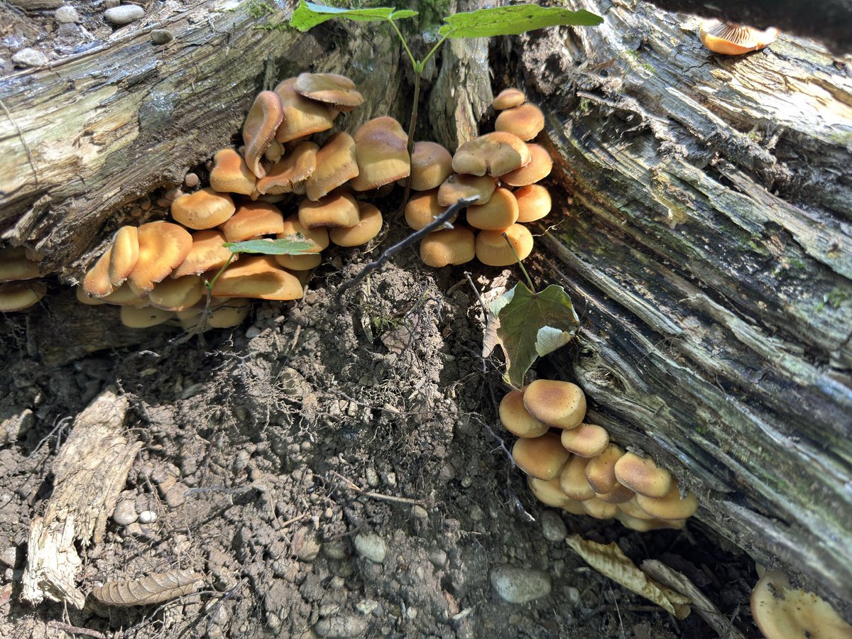 Two-toned woodtuft for #MushroomMonday . Stockschwämmchen, Kuehneromyces mutabilis.