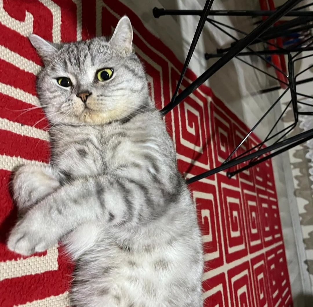 Ya nesin sen böyleee