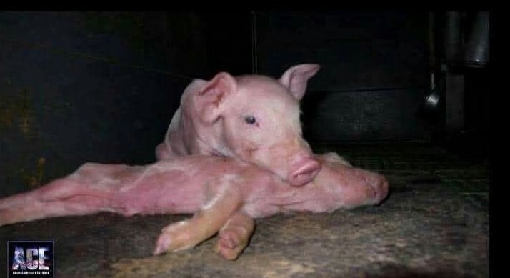 greennomad61's tweet photo. "The farm was bought by #Cranswick, Britain’s largest pork supplier, in late 2023 and was audited and certified by the British animal welfare and food assurance scheme #RedTractor in October 2024."
3/ https://t.co/gxThBn641s