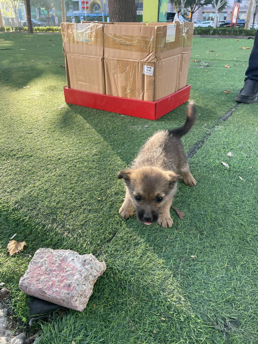 CButterscotch_C's tweet image. 朝のジョギングでは、どんな新しい発見があるのか楽しみですね！あなたのランニングコースにはどんな面白い出来事が待っているのでしょうか？