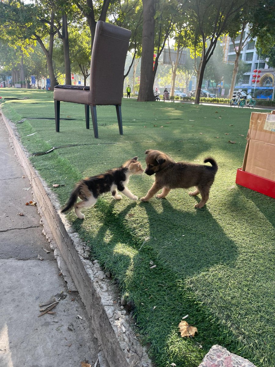 CButterscotch_C's tweet image. 朝のジョギングでは、どんな新しい発見があるのか楽しみですね！あなたのランニングコースにはどんな面白い出来事が待っているのでしょうか？