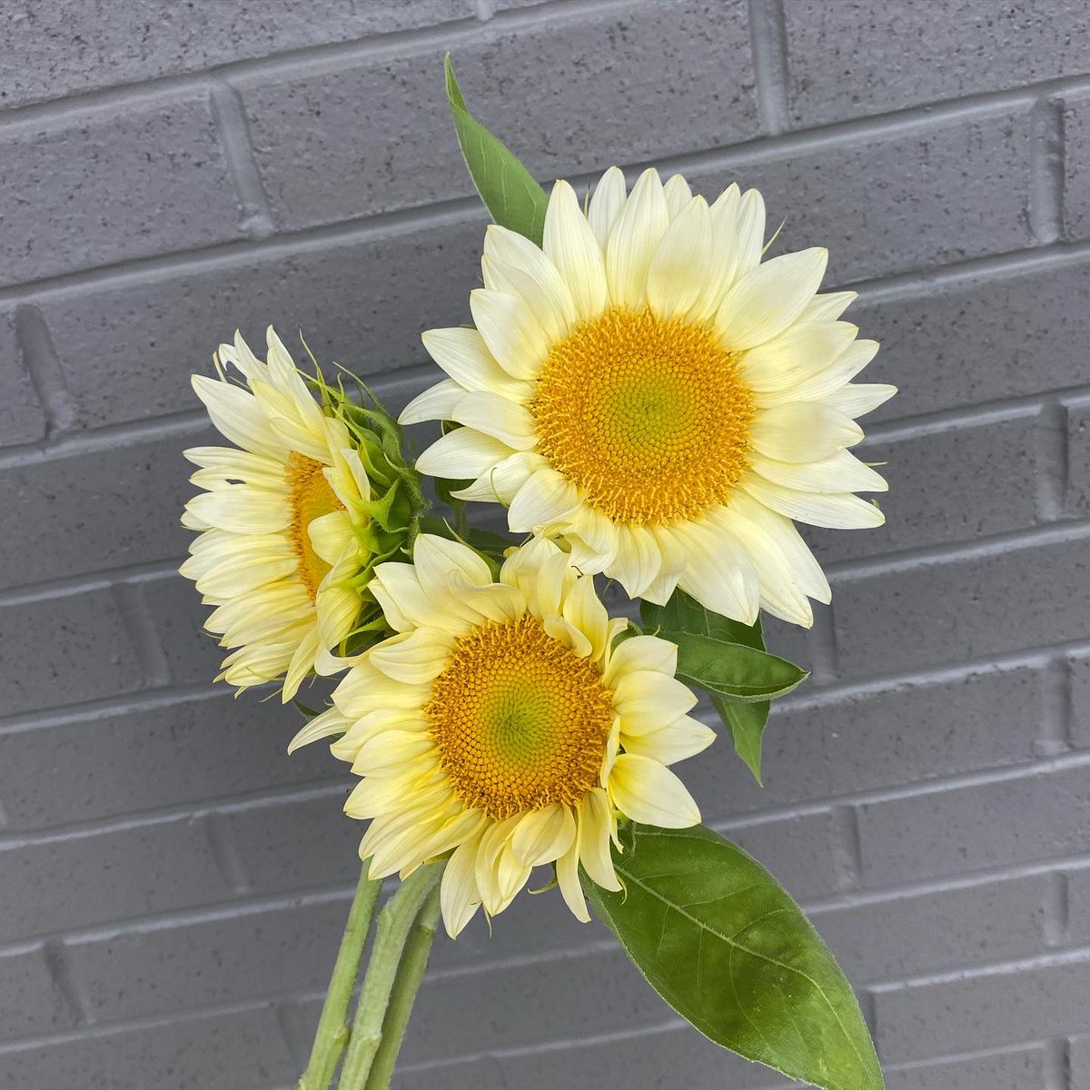 RetailersofMA's tweet image. Meet Our Member: Stevens the Florist
⁠
Serving Plymouth since 1906, Stevens The Florist brings fresh flowers and custom arrangements to life with artistry and care. 

Learn more: stevenstheflorist.com