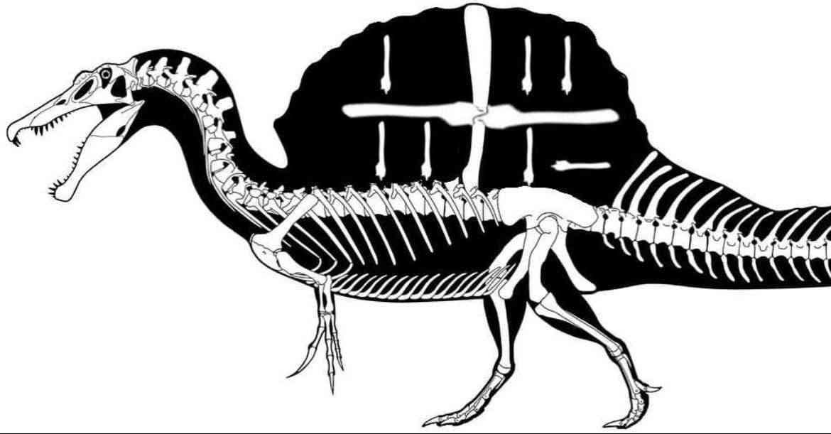 reiofdeath_'s tweet image. New spinosaurus reconstruction 

Paleontologist Lois Ourvena StenSova has discovered that the spinosaurus didn’t have solid bones, rather its vertabrae floated in the spine like so.