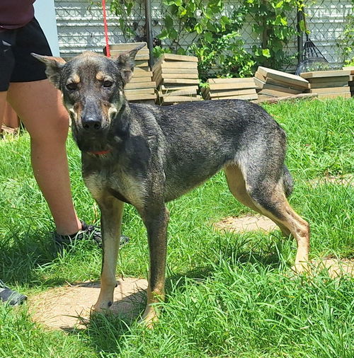 Meet Cody, our Pet of the Week with the Humane Society of Elmore County! Sponsored by My Montgomery Vet! See more photos and get more information at WLWI.com