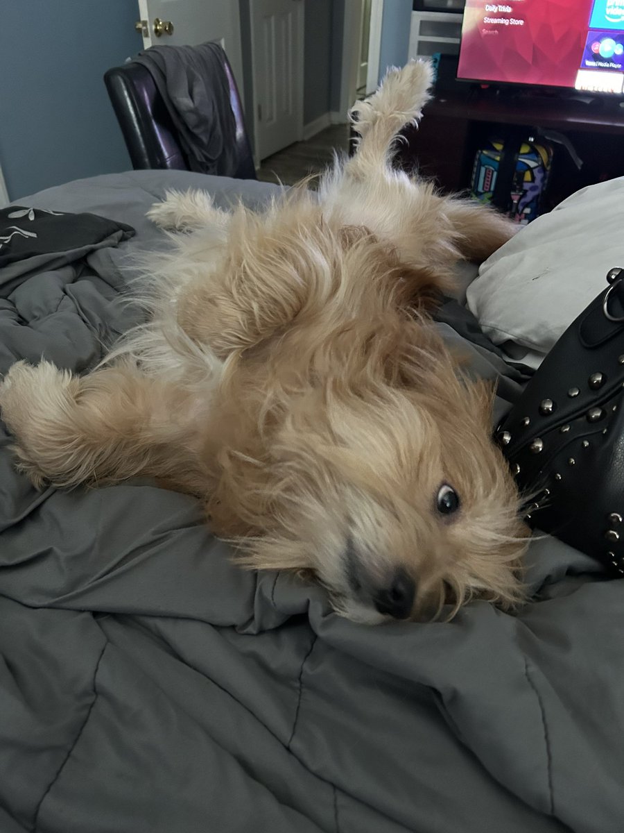 SusiebGaming's tweet image. This boi is such a ham! I love him so much 😍😍😍