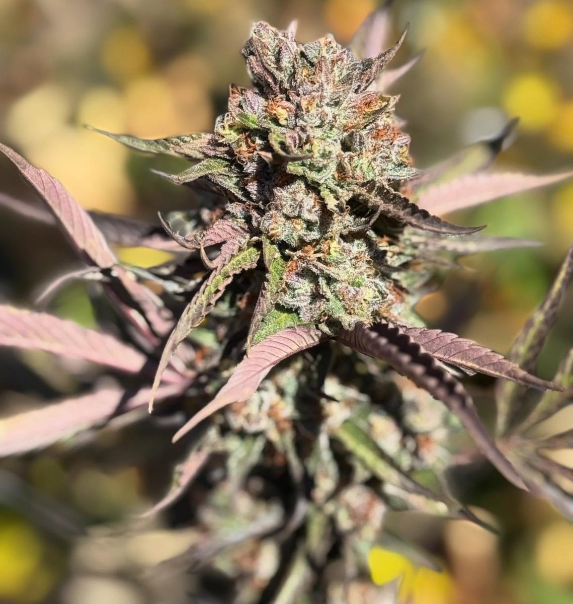 fullmoonfarms707 (@fullmoon7071) on Twitter photo The award winning classic coming down on a mid summer run.. Northern Berry 🌞 The award winning classic coming down on a mid summer run.. Northern Berry 🌞