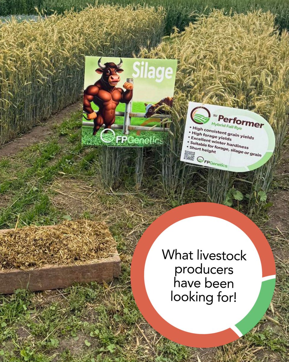 Livestock producers are turning to SU Performer for silage because its excellent winter hardiness contributes to strong early spring growth. Getting a strong start in the spring means it handles variable spring growing conditions well leading to higher potential forage yields.
