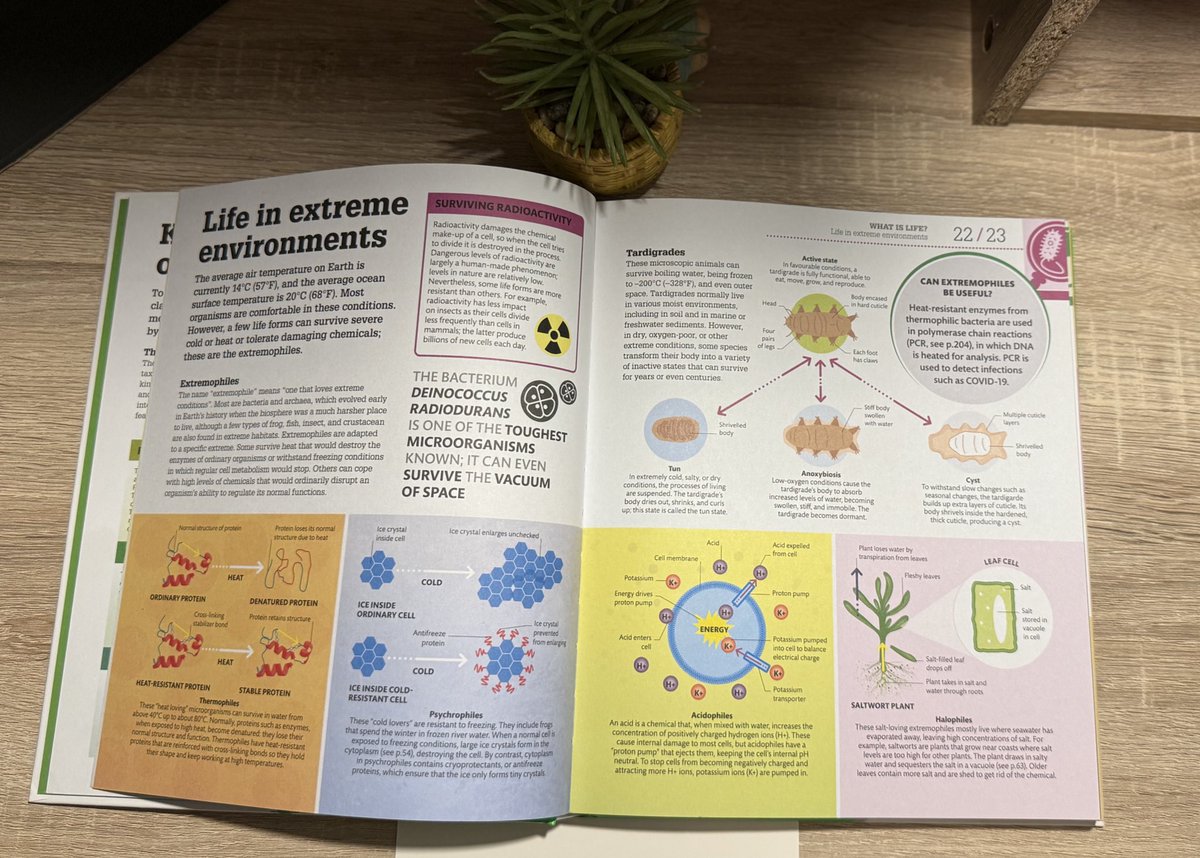 Hadeel Ahmad tweet media