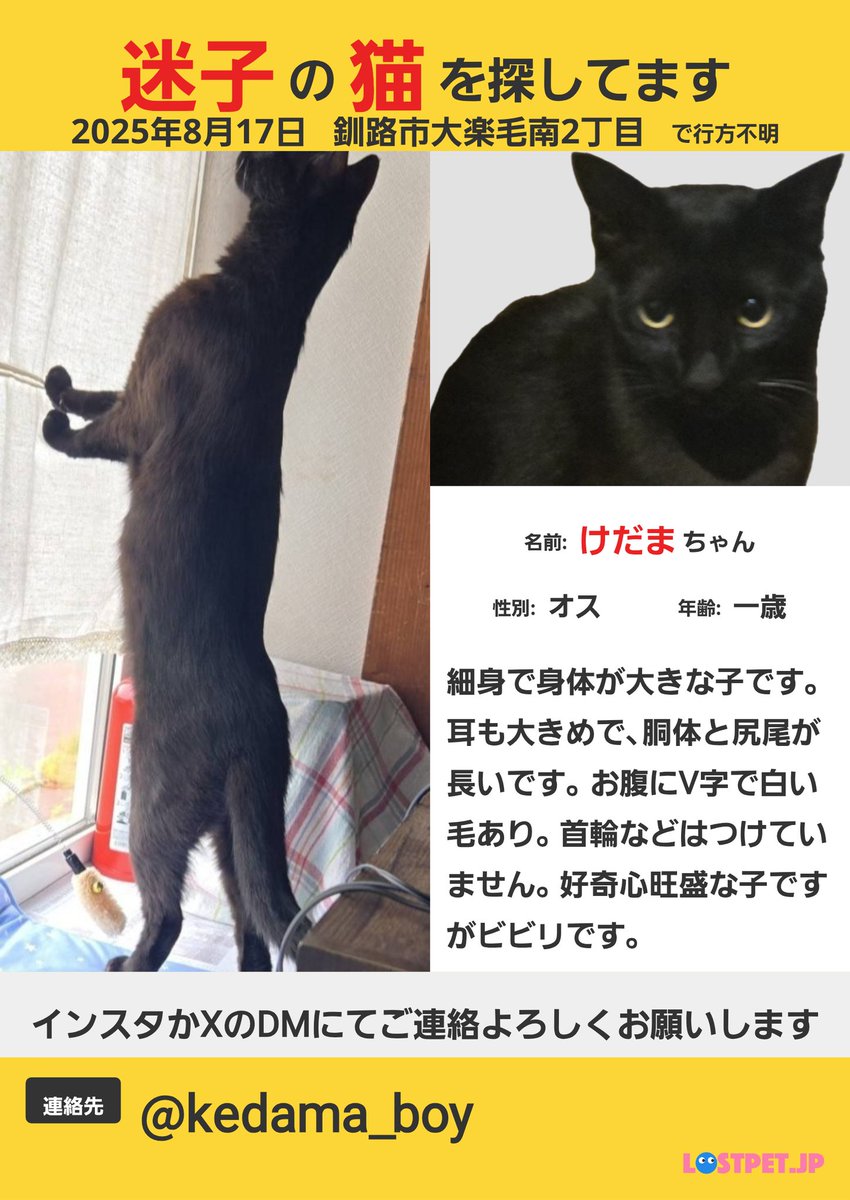 kedamaboy3's tweet image. ウチの子が行方不明になりました。預かって貰っていた家から姿が見えなくなりました。星が浦自動車学校付近です。些細な情報でも良いので、見かけたりしたらDMにてご連絡お願いします。ご協力よろしくお願いします!
#釧路 #黒猫 #迷子 #拡散希望