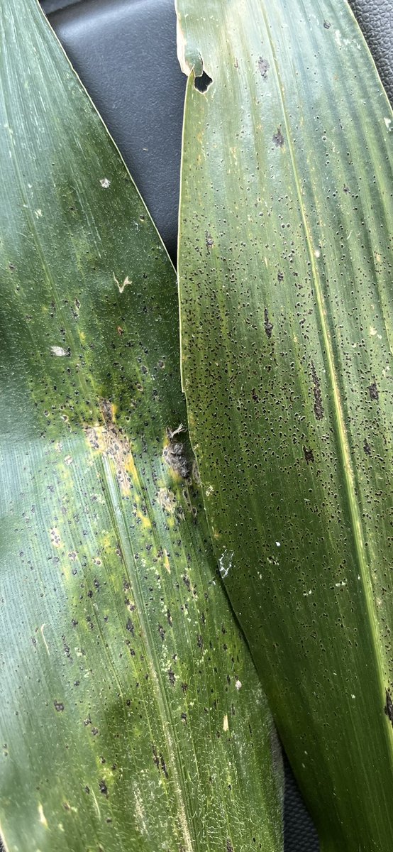 Tyler Sabelli (@tylersabelli) on Twitter photo Never know what you might find in the untreated corner of the field. Timely rains, high humidity and favourable temps will certainly drive leaf diseases. Southern Rust, Gray Leaf Spot and Tar Spot all on the move in this particular field <a href="/Bayer4CropsCA/">Crop Science Canada</a> <a href="/AlbertTenuta/">Albert Tenuta</a> Never know what you might find in the untreated corner of the field. Timely rains, high humidity and favourable temps will certainly drive leaf diseases. Southern Rust, Gray Leaf Spot and Tar Spot all on the move in this particular field <a href="/Bayer4CropsCA/">Crop Science Canada</a> <a href="/AlbertTenuta/">Albert Tenuta</a>