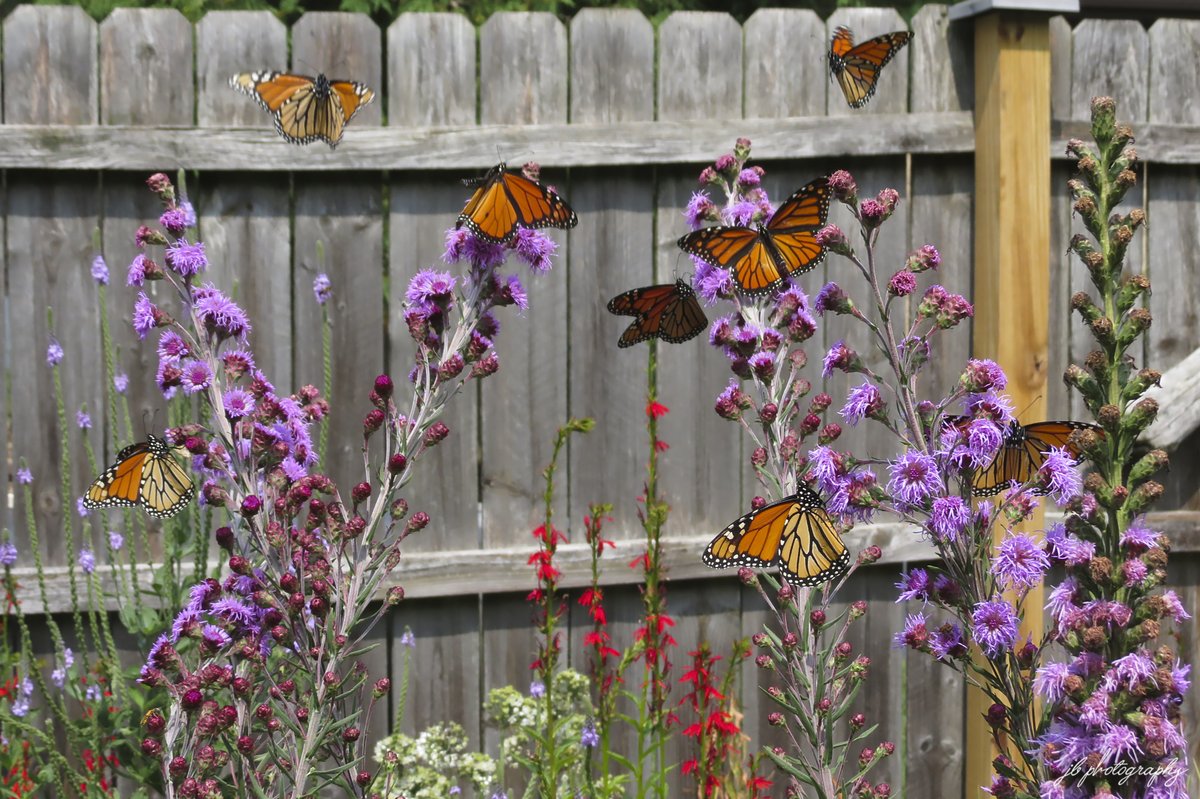 Big day for monarchs in my garden! Here are eight of the twelve that were visiting my meadow blazing star.