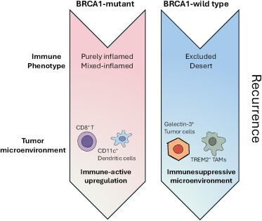 Cancer Cell (@cancer_cell) on Twitter photo Immune memory shapes ovarian cancer recurrence dlvr.it/TMYC7J Immune memory shapes ovarian cancer recurrence dlvr.it/TMYC7J