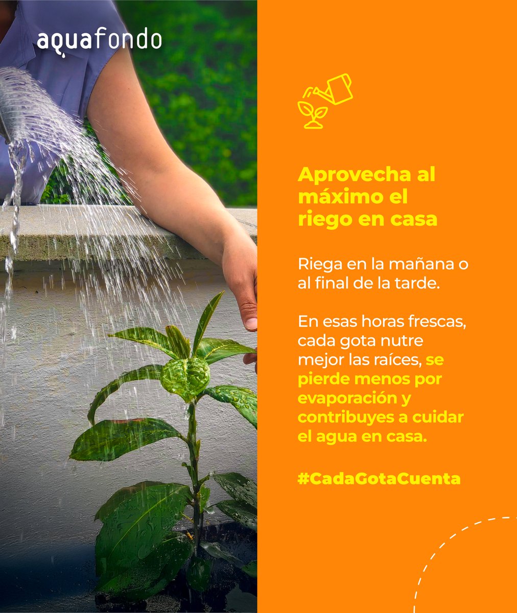 ✨ El momento en que riegas hace la diferencia

💧 Si lo haces en la mañana o al final de la tarde, cada gota llega mejor a las raíces y se desperdicia menos.

💚 Un hábito sencillo que mantiene tus plantas sanas y cuida el agua.

#CadaGotaCuenta