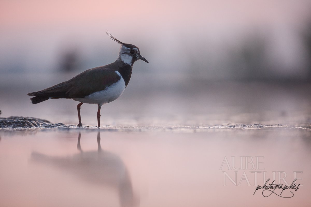 Nouvelle publication : Comment photographier les limicoles ?

Un article plein de bon sens, avec quelques petits tips et salvateur si vous êtes quelque part en vacances au bord de l'océau 😄

#photo #oiseaux #nature #ornithologie

blog.aube-nature.com/technique-phot…