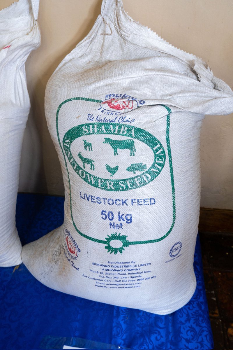 mukwano_ind's tweet photo. Fuel your live stock with the best. Our healthy animal feed promotes optimal health and vitality for your farm animals.
Visit our outlet (0ld UMA conference centre) Jinja road | Call our outlet service line: +256393241822
#MukwanoIndustries #livestockfeed #shamba #BUBU🇺🇬 https://t.co/ZOV0GNzu6v