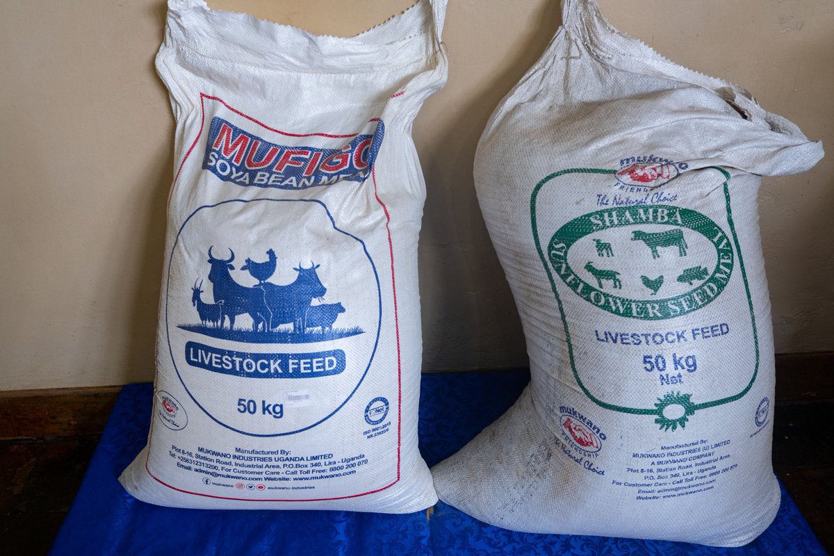 mukwano_ind's tweet photo. Fuel your live stock with the best. Our healthy animal feed promotes optimal health and vitality for your farm animals.
Visit our outlet (0ld UMA conference centre) Jinja road | Call our outlet service line: +256393241822
#MukwanoIndustries #livestockfeed #shamba #BUBU🇺🇬 https://t.co/ZOV0GNzu6v