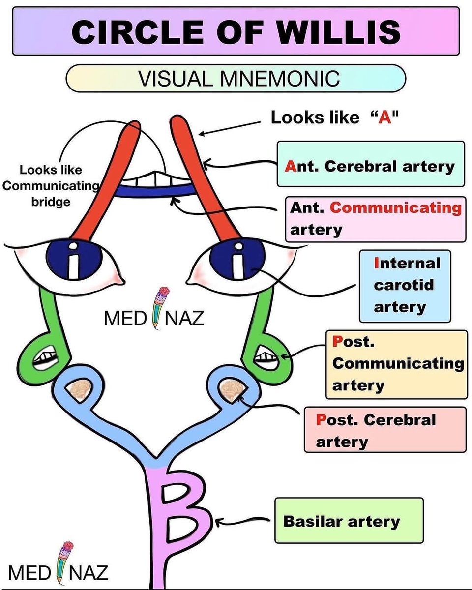 Circle of Willis visual mnemonic ✅