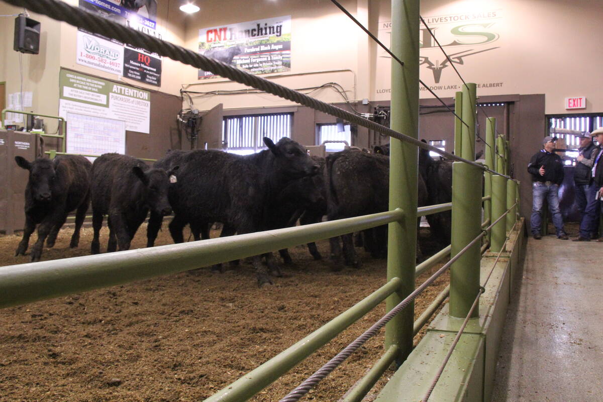 A change to how the cattle check-off rate is set in Western Canada. vist.ly/43qpk