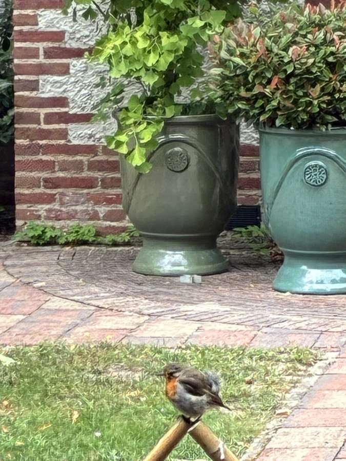 Zomaar ergens een roodborstje