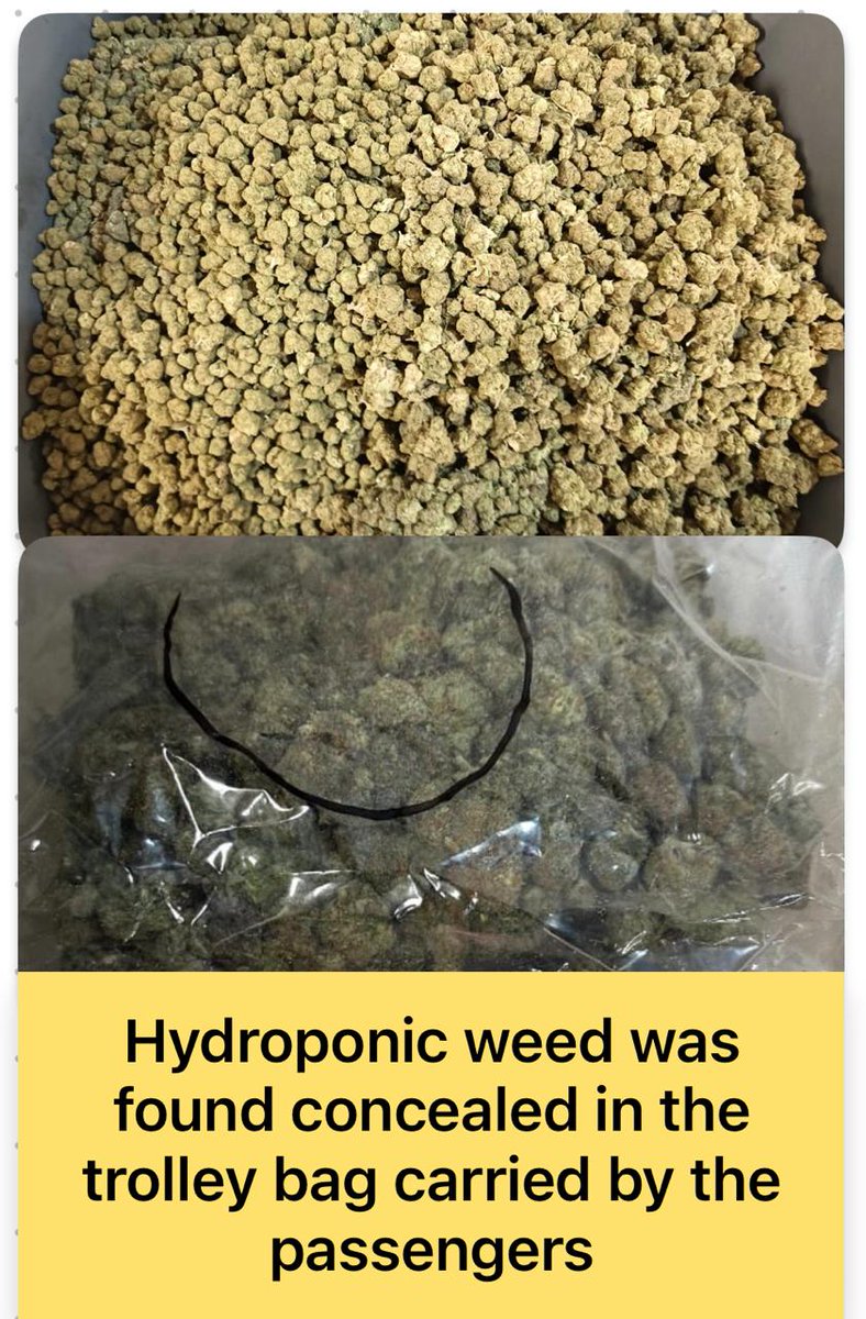Officers at Airport, Mumbai Customs Zone-III, recovered wildlife, i.e. Meerkat, Skink, Turtle, Iguana, Tarantula, Monitor Lizard, Crickets and seized Hydroponic Weed weighing 5.212 Kg, valued at approx ₹5.2 crores across 03 cases. 03 passengers were arrested.