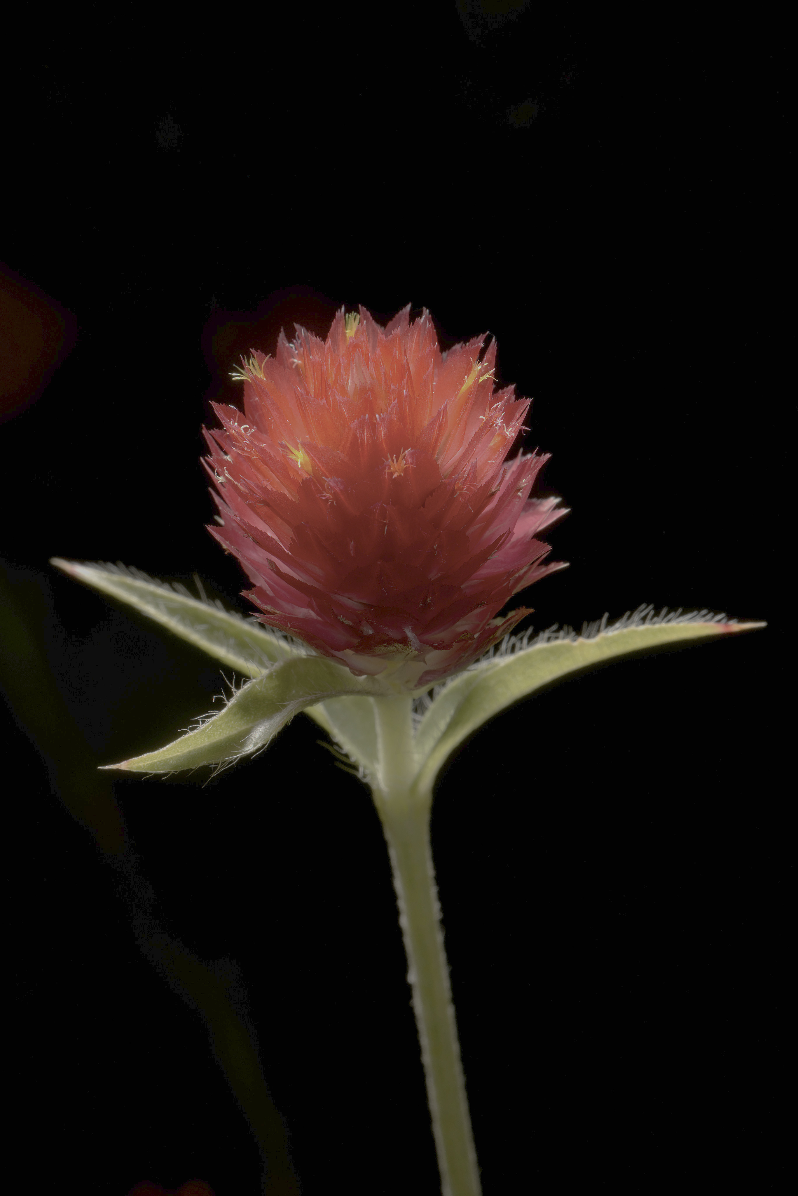 明治　本紅花　紅 明治 本紅花 紅 明治 本紅花 紅