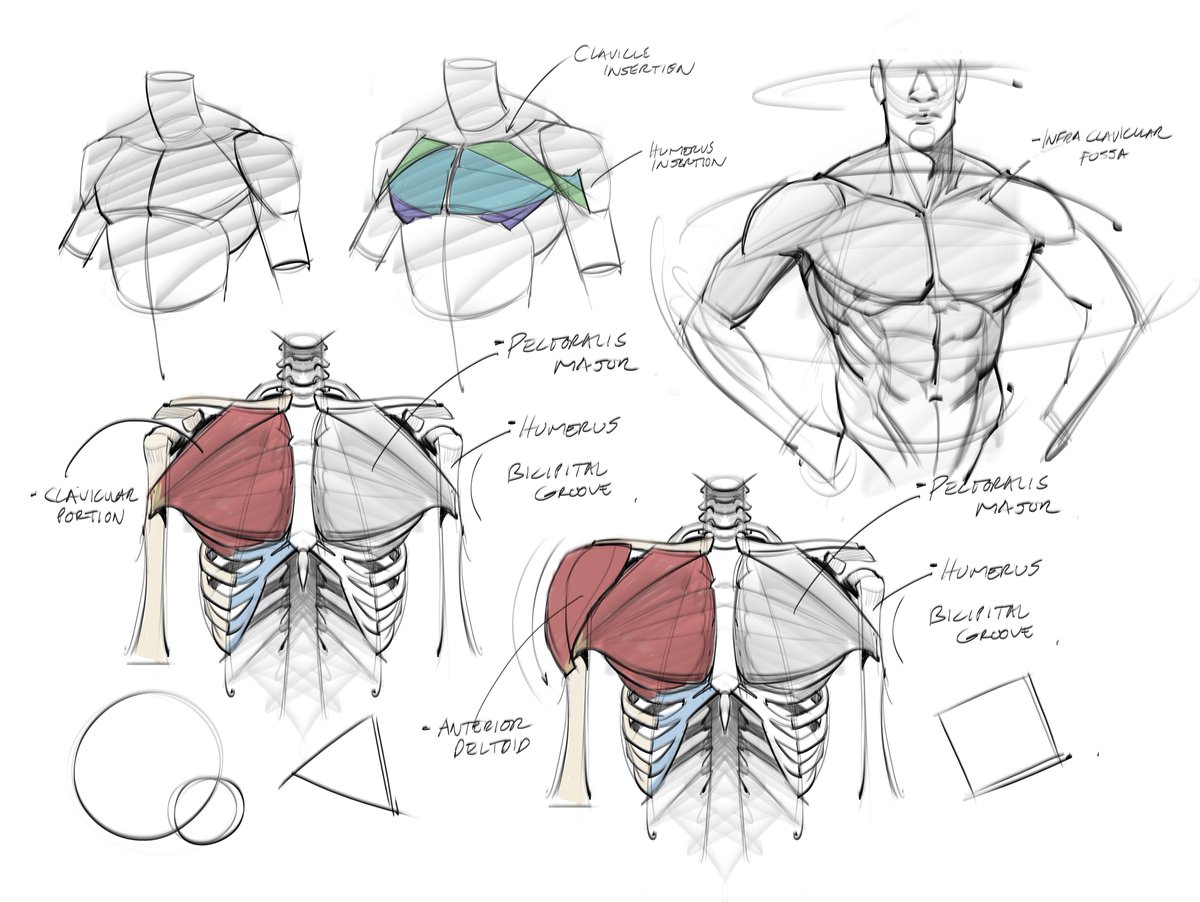 Anatomy sketches on the chest muscles! From watching <a href="/prokotv/">Proko</a> YouTube channel! #figuredrawing #geturedrawing #anatomy #humananatomy #doodles #sketches #goals #abs #coremuscles #arms #ribcage