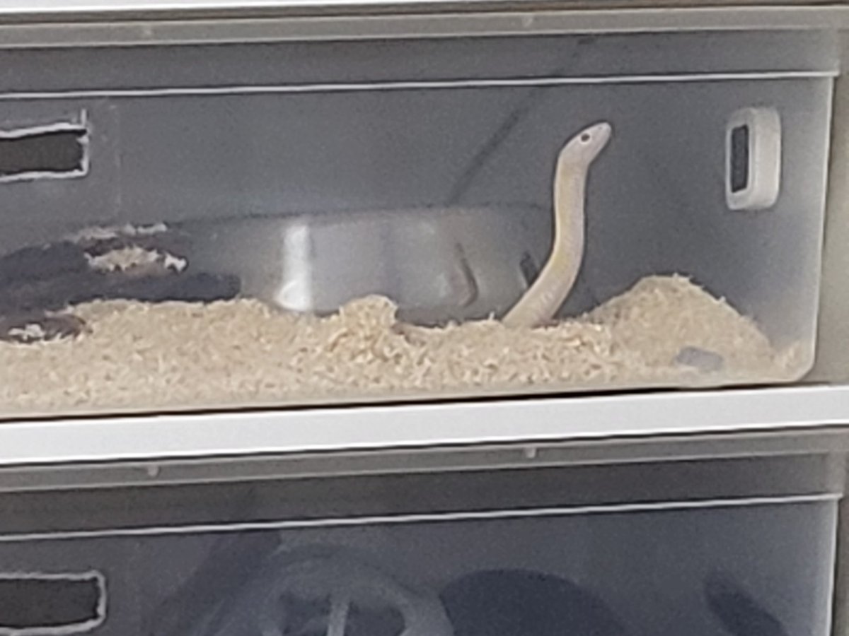 이시간만 되면 콩나물이 하나 자람