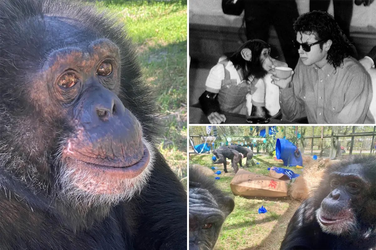 <a href="/historyinmemes/">Historic Vids</a> Bubbles, Michael Jackson’s former pet chimpanzee, is still alive today and living peacefully at the Center for Great Apes in Wauchula, Florida. 

Now 41 years old, Bubbles was once a global sensation during Jackson’s peak fame, often seen accompanying the pop star to events and