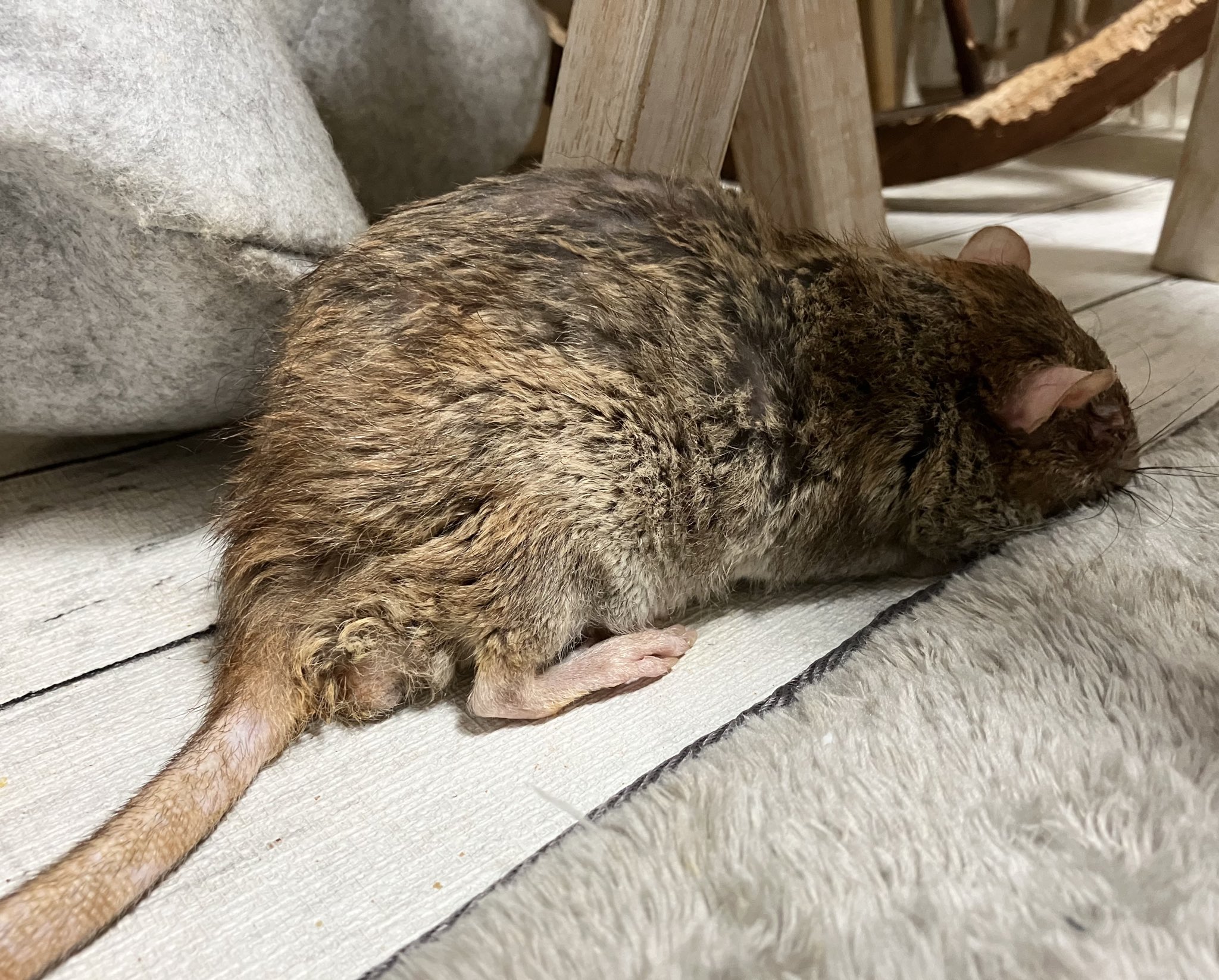 ラットのおうちran run Rat 横浜中華街 (@ranrunRat) / X