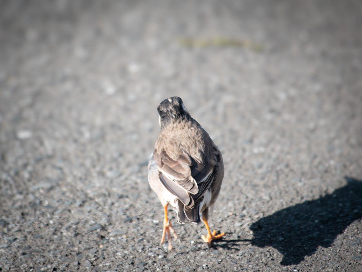 危なく忘れるところでしたが…
今日は… #ケツ曜日 でしたね😆