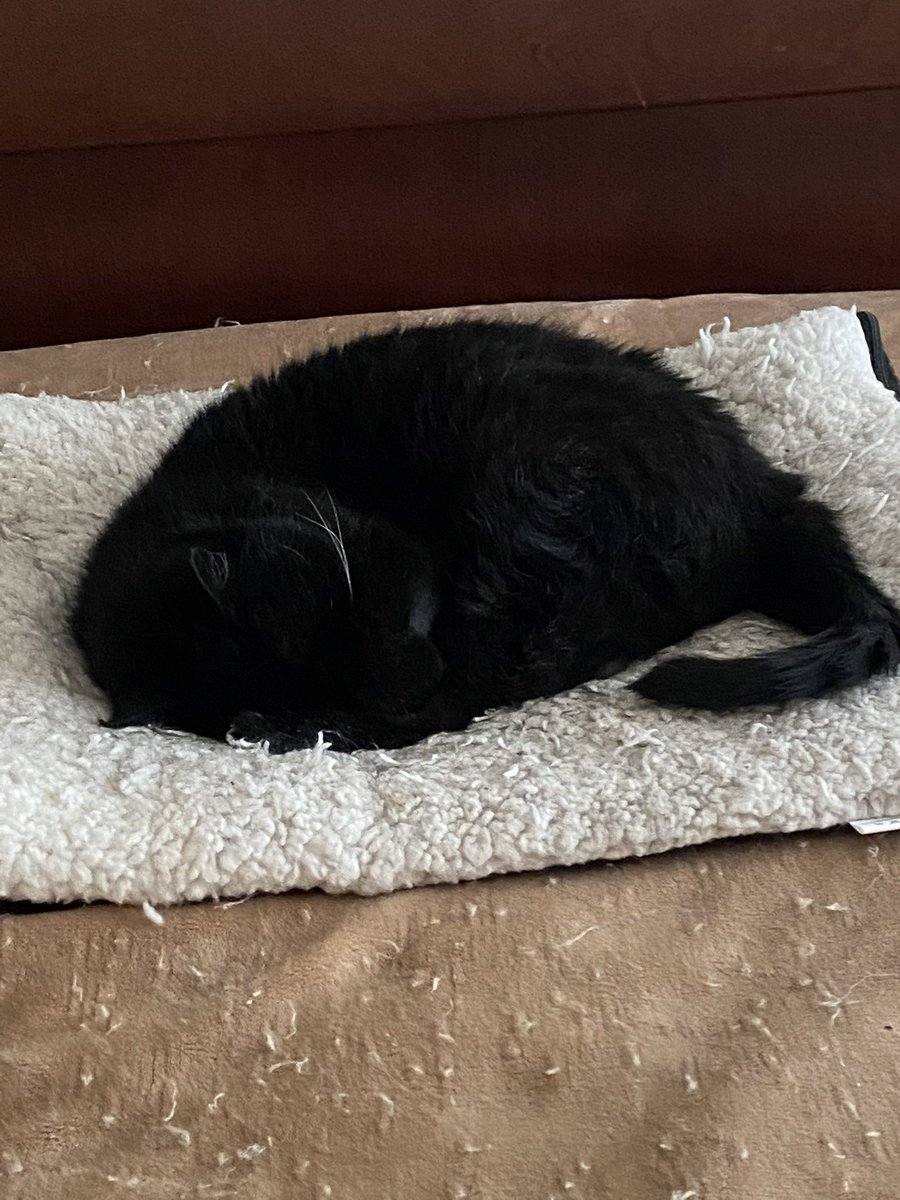 SqueakynBB (@squeakynb) on Twitter photo Mom isn’t feeling well so I’m purring and keeping
her company 💛 <a href="/DebraD17888013/">Debra D</a> <a href="/Andy18512371/">Maggie and 🌈 Scribbles 🌈</a> <a href="/starbuckssue/">💜Tia 🧡Phoebe 😇❤️Angel Plum 😇💙Angel Boo ⛅️🌈⛅️</a> <a href="/MrsToggit/">Pickle 🤍🖤Finlay🧡🤍 & 🌈Skweek 🤎🤍 & 🌈Bubble🤎</a> <a href="/Wackelkasper/">Oscar, Sunny&Barney 🐈🐈</a> <a href="/Marina935home/">Marina Mueller</a> I’ll be back tomorrow **paw waves** 🐾 Mom isn’t feeling well so I’m purring and keeping
her company 💛 <a href="/DebraD17888013/">Debra D</a> <a href="/Andy18512371/">Maggie and 🌈 Scribbles 🌈</a> <a href="/starbuckssue/">💜Tia 🧡Phoebe 😇❤️Angel Plum 😇💙Angel Boo ⛅️🌈⛅️</a> <a href="/MrsToggit/">Pickle 🤍🖤Finlay🧡🤍 & 🌈Skweek 🤎🤍 & 🌈Bubble🤎</a> <a href="/Wackelkasper/">Oscar, Sunny&Barney 🐈🐈</a> <a href="/Marina935home/">Marina Mueller</a> I’ll be back tomorrow **paw waves** 🐾