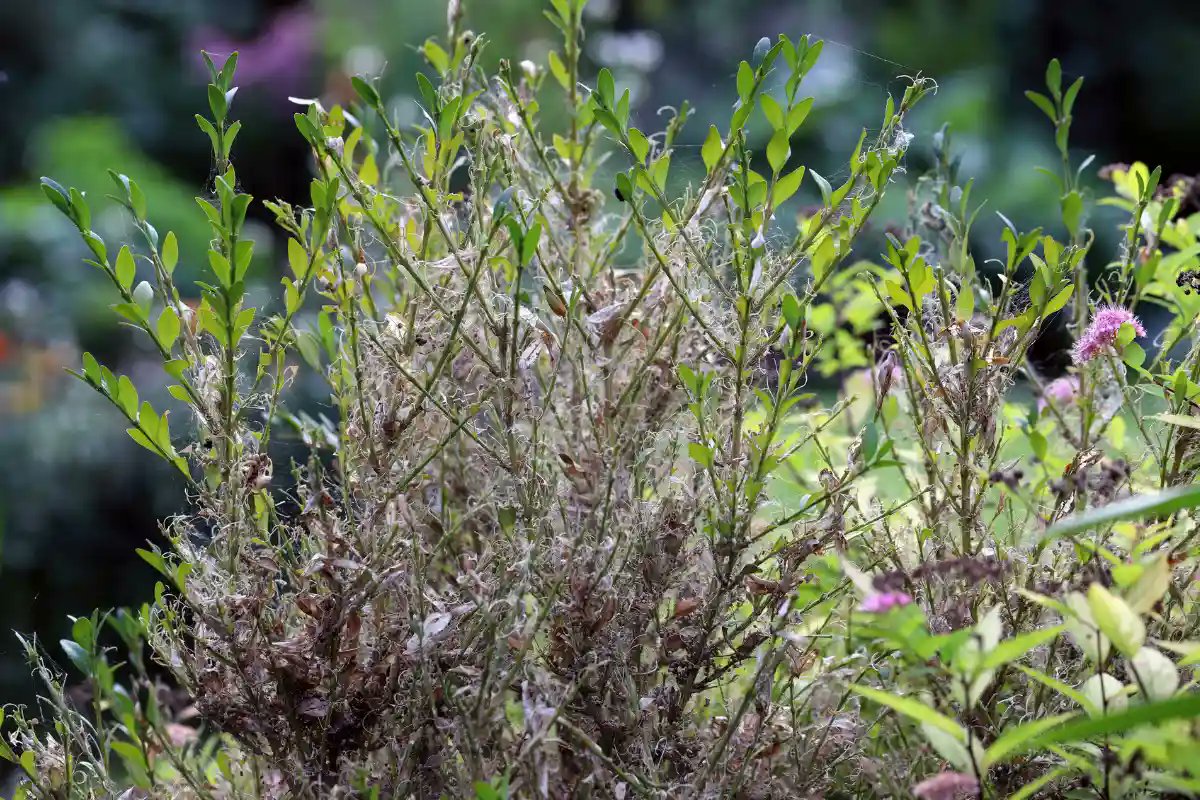 deavitacom's tweet image. #Buchsbaum düngen nach #Zünslerbefall: Wie Sie Ihren Buchsbaum wieder in Form bringen können!
#buchsbaumzünsler #schädlinge
deavita.com/gartengestaltu…