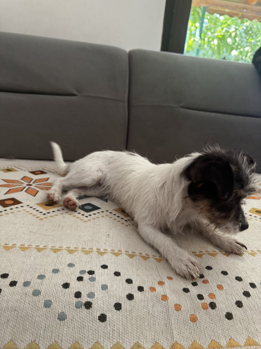 bu kadarcık köpeğe yuva aramak ayıp artık
3 kg sadece 
hemen bulmak lazım 
bağlanma garantili
istanbul