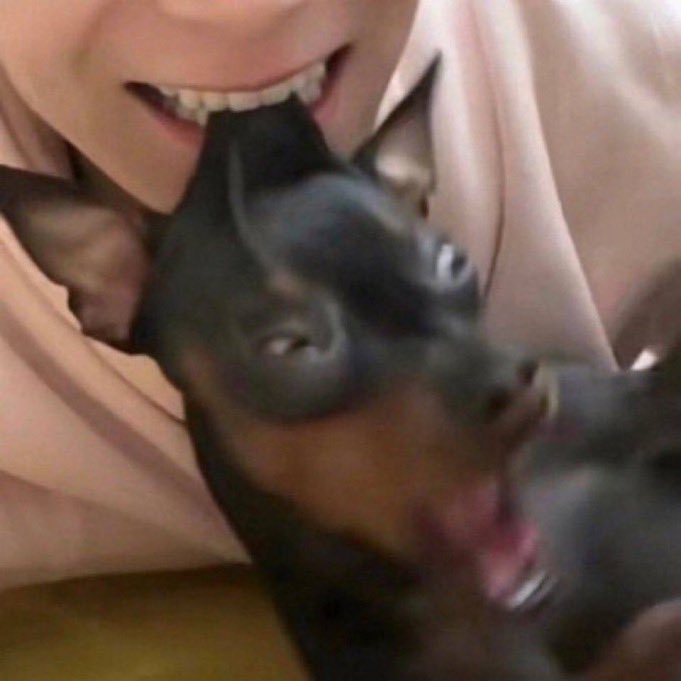 Meu cachorro é muito rancoroso, não levei ele na rua ontem (ele faz xixi e cocô em casa, saímos pra ele dar rolê mesmo) e ele tá há 12 horas me olhando de cara feia kkkkkk