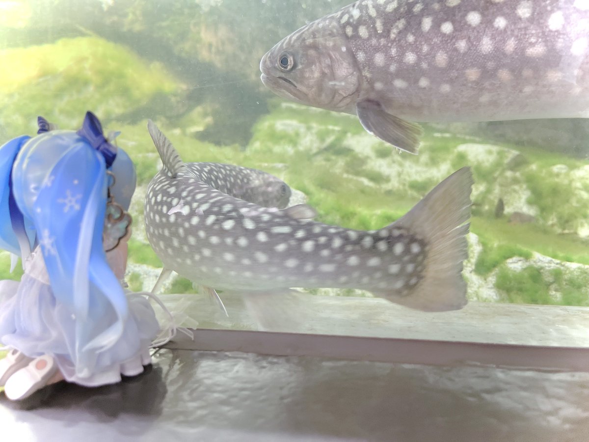 #深夜の初音ミク撮影60分一本勝負

👉 8/18のお題【観察】

おっきいね🐟