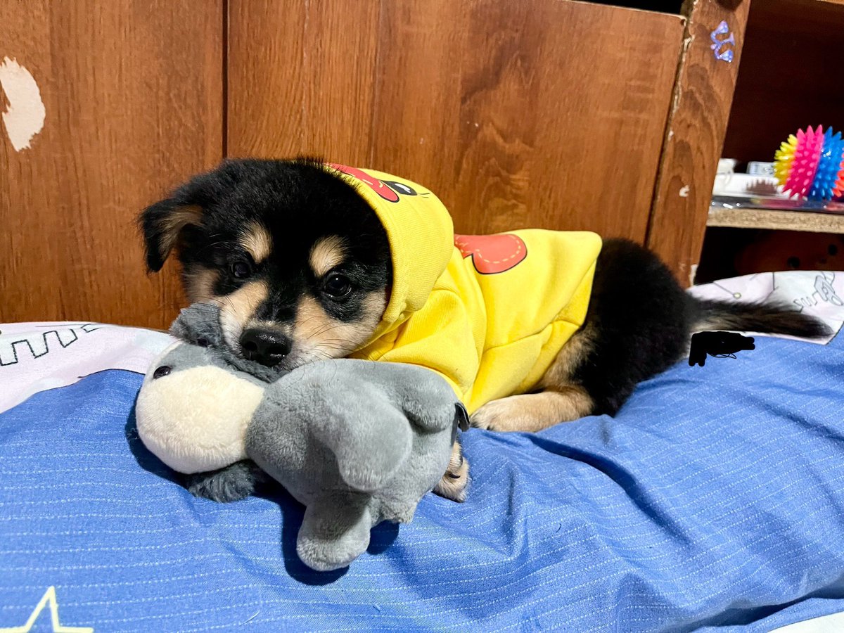 ฝันดีเค้งๆ ~ 🐶🫶🏻💤