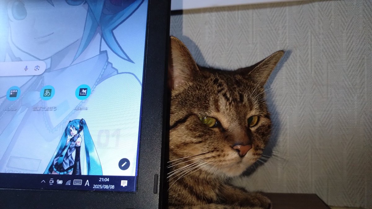 #深夜の初音ミク撮影60分一本勝負
8/18のお題【観察】
じーっ…

ミーちゃんに観察されてる🫢