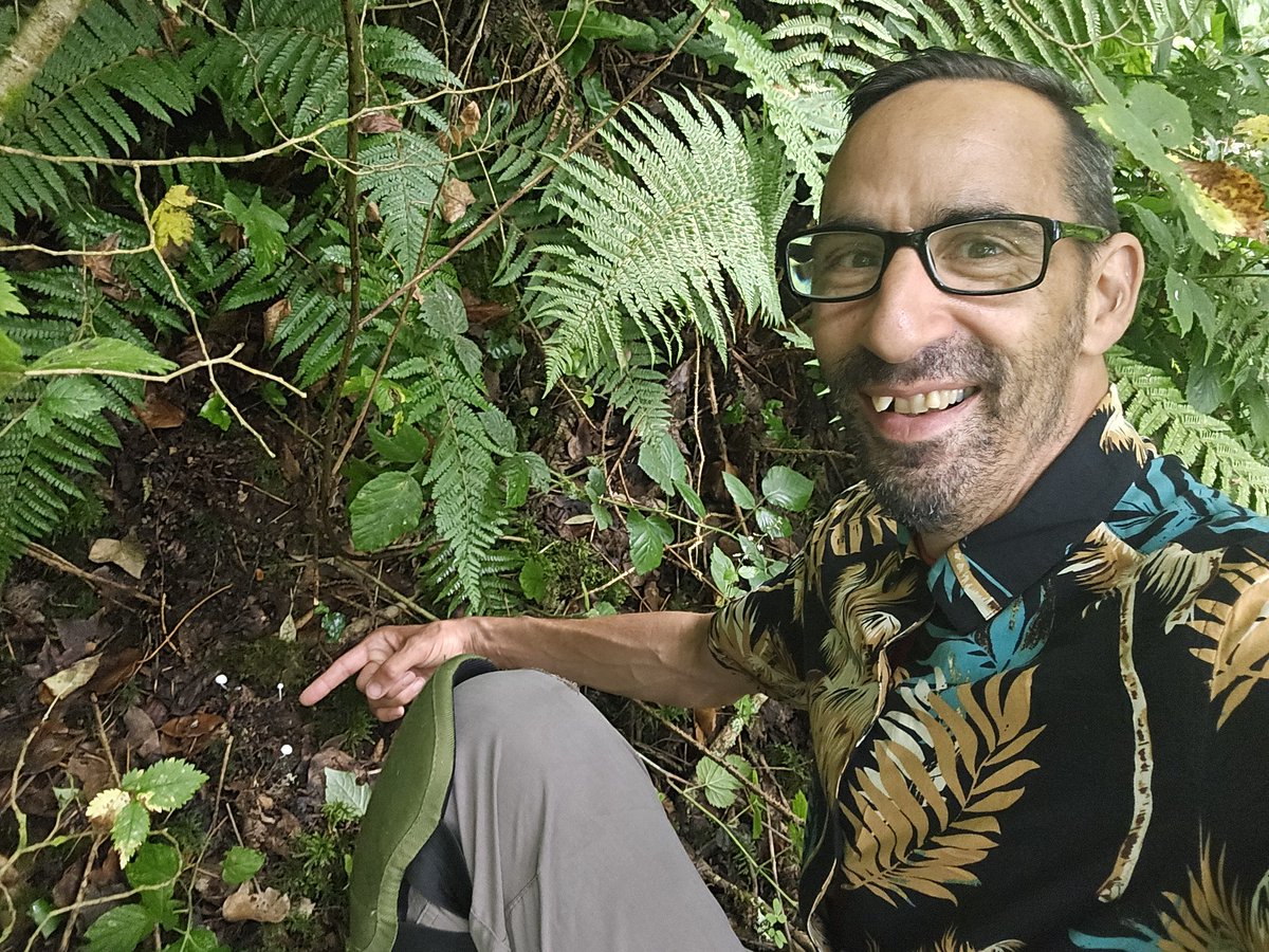 Bearded Dapperling (Cystolepiota seminuda) at Bosherton Lily ponds a few days ago #fungi