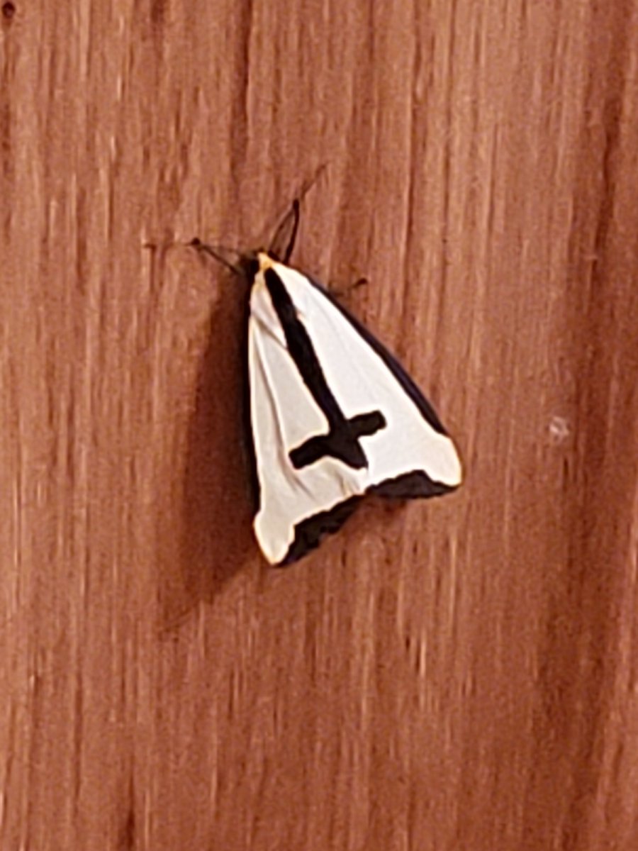 _staticbrain's tweet image. Why is there a giant teutonic moth in my house?