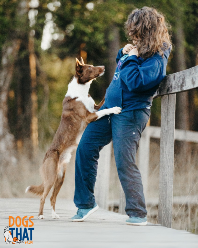 susangarrett's tweet image. Caption this cute photo of Susan and Prophet in Germany! 🥰🐶 #dogsthat #susangarrett #bordercollie #prophetthebordercollie #captionthis