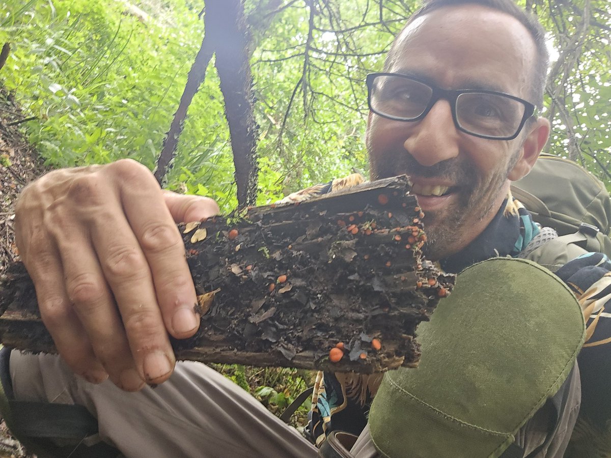 Eyelash fungi (Scutellinia scutellata) on wet rotting wood at Bosherton Lily ponds a few days ago #fungi