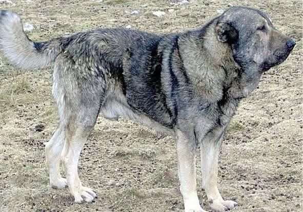 DogsHistorian's tweet photo. 🐾 The Molossus of Epirus is one of the most cited dog breeds in ancient literature. Yet its story is tangled in myths, misreadings, and modern distortions. Let’s set the record straight. #AncientDogs #DogHistory https://t.co/BnlLBogBL1
