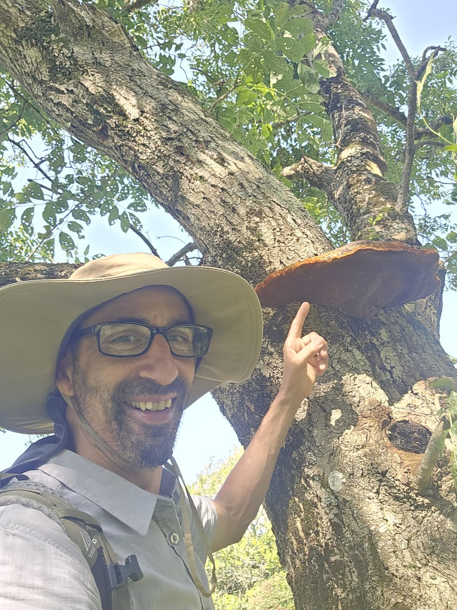 Ash bracket fungi or Shaggy bracket (Inonotus hispidus) at Stackpole NNR last week ,love that rust colour #fungi