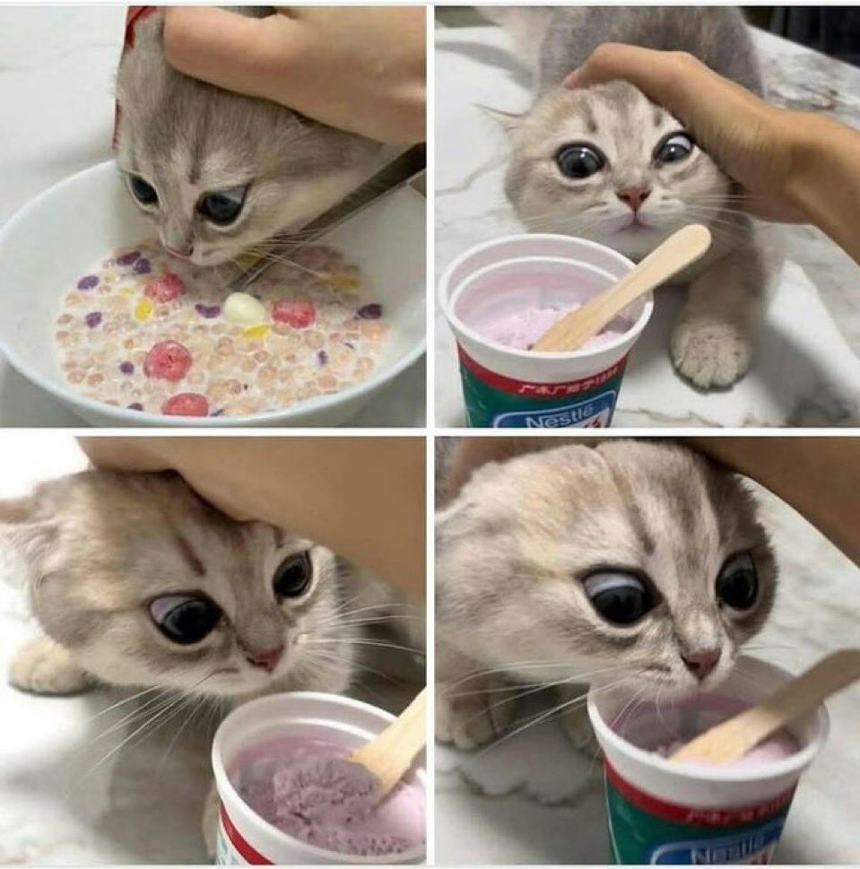 contents that ll heal your depression 🌻 (@catshealdeprsn) on Twitter photo 