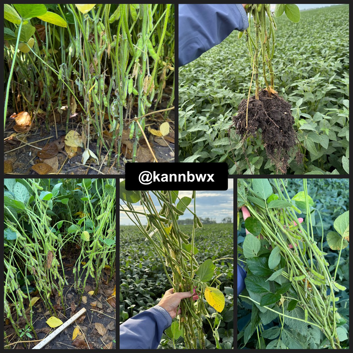 5 stops down in southeast South Dakota on #pftour25. Corn yield +33% YOY, pod counts +7% YOY.

Corn yield average = 198 bu/acre (was 149 this exact route thru 5 stops last year)

Soybean pods in a 3x3 foot plot average = 1305 (was 1225 thru 5 last year)