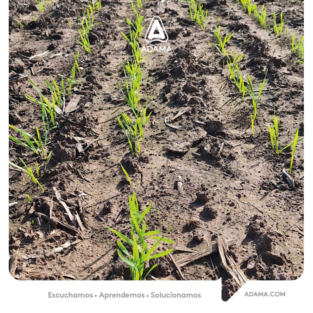 🌱 Mesoflex® + Paramer®: Residualidad que se ve en el lote
En Azul, junto a nuestro distribuidor <a href="/DosCaciquesSRL/">Dos Caciques</a> comprobamos la eficacia de esta combinación.

📅 25 días post aplicación
✅ 100% de control residual
✅ Sin nacimientos de malezas

💪 Resultados que aseguran lotes