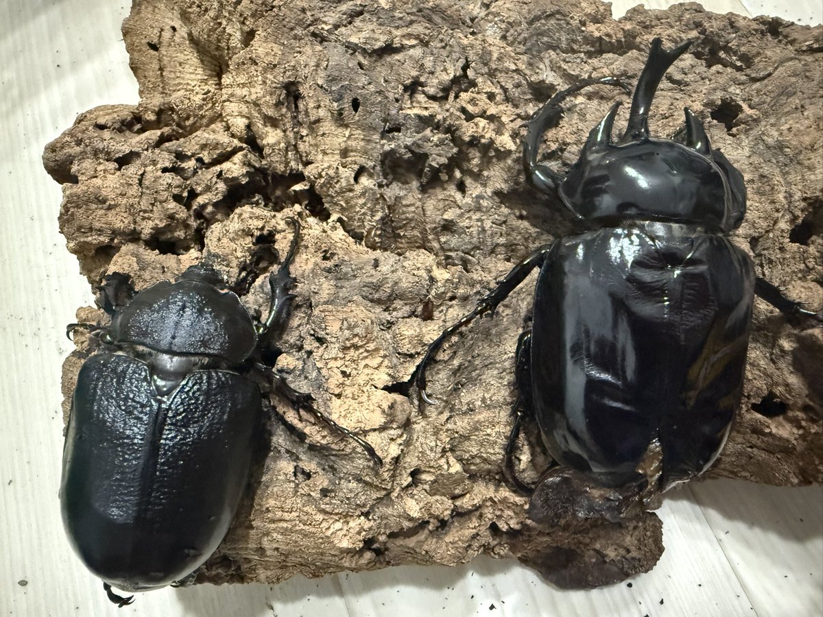 販売post】 ノゲイラゾウカブト 写真1,2 Megasoma nogueirai メキシコ