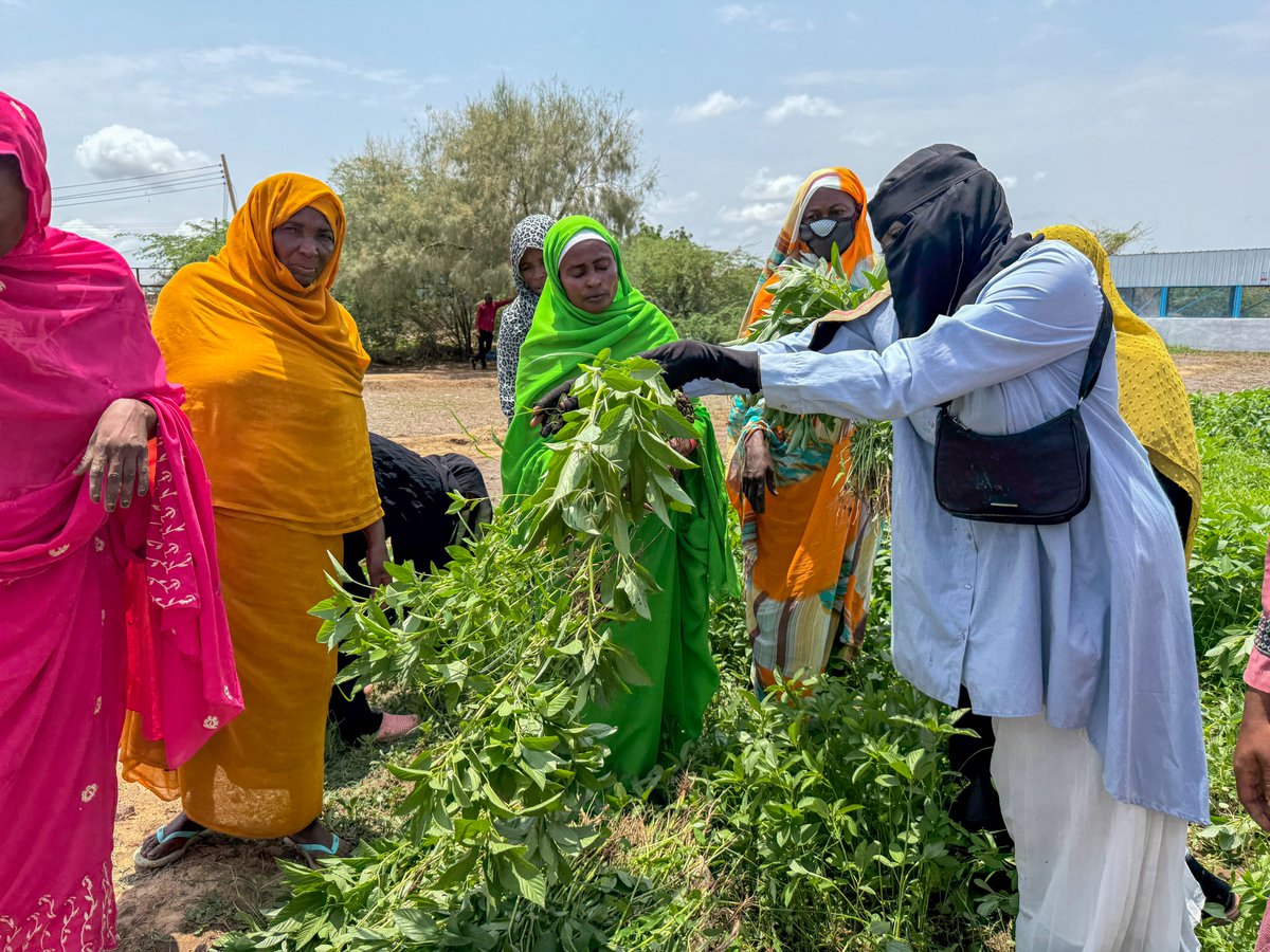 UNDP_Sudan's tweet image. Women in #Kassala are at the center of local economic recovery.

Backed by @UNDP #FundingWindows, they are supported with land, seeds and market access to grow vegetables, feed their families, earn income and make food more affordable in local markets.