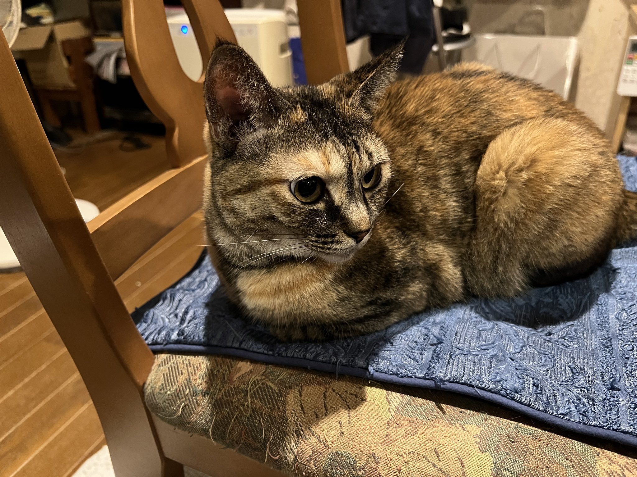 猫まっしぐら on X: 